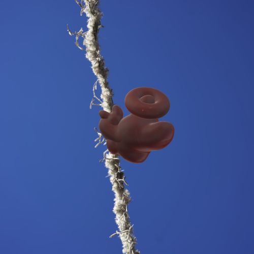 Petit oiseau sur câble